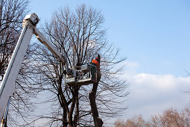 Professional Tree Removal Services in Baileys Crossroads, VA